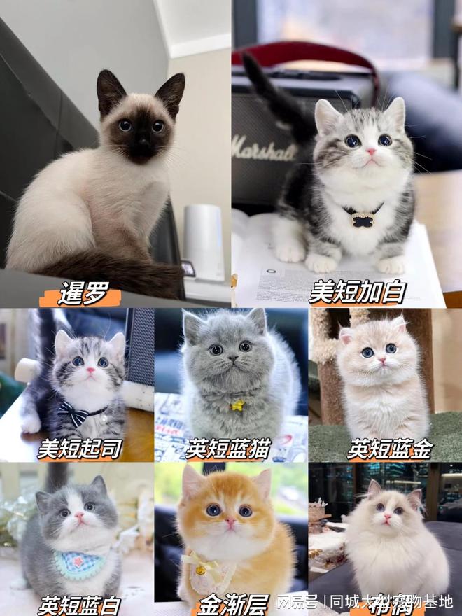 少钱一只咸阳这里英短蓝金猫基地直销！麻将胡了试玩平台咸阳买英短蓝金猫多(图3)
