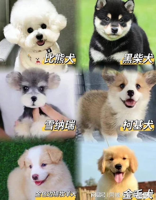 少钱一只咸阳这里英短蓝金猫基地直销！麻将胡了试玩平台咸阳买英短蓝金猫多(图2)