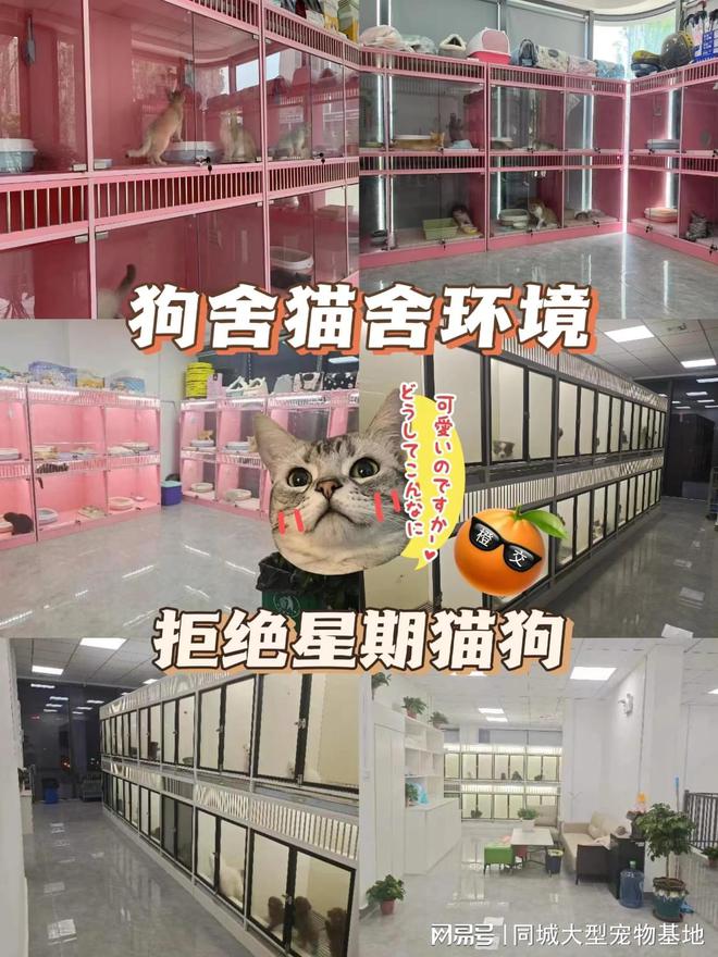 少钱一只咸阳这里英短蓝金猫基地直销！麻将胡了试玩平台咸阳买英短蓝金猫多